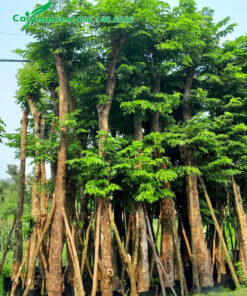 Giáng Hương huyết cổ thụ đã dưỡng ủ kỹ