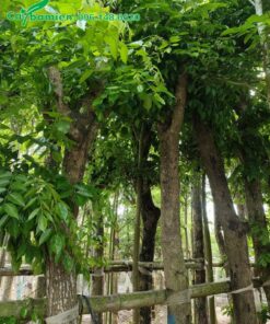 Cây Giáng Hương Huyết đường kính thân 20 cm đo cách gốc 1m