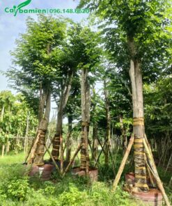 Vườn dâm ủ cây Giáng Hương đuôi công trong bầu nổi, cây lâu năm đường kính gốc từ 20cm trở lên