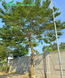 Trồng cây trước cổng nhà để lấy bóng mát, đường kính tán 4m