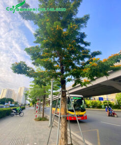 Cây Giáng Hương trồng trên vỉa hè đường phố