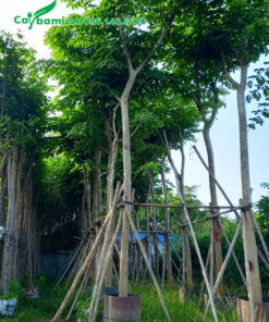 Hàng cây giáng hương dâm ủ đường kính gốc 10cm