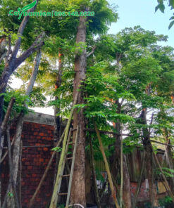 Cây Giáng Hương cổ thụ đường kính gốc trên 30cm