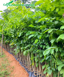 Cây giống giáng hương cao gần 1m