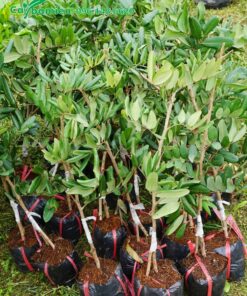 Cây giống cao 80cm, mới ghép