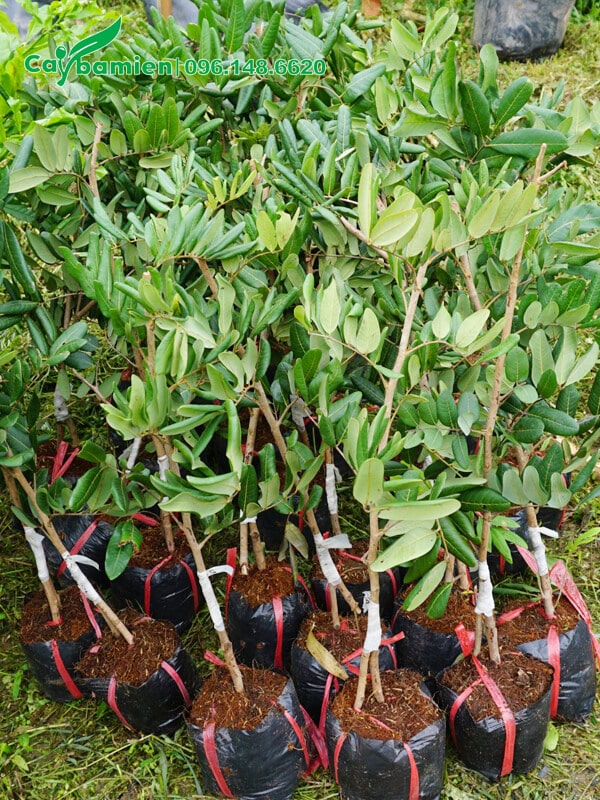 Cây giống cao 80cm, mới ghép