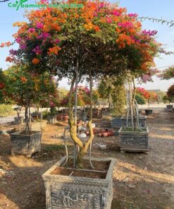 Cây hoa giấy cảnh dáng cao đẹp, tán tỉa tròn