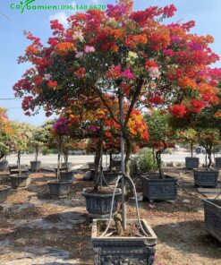 Hoa giấy 3 màu cao hơn 2m