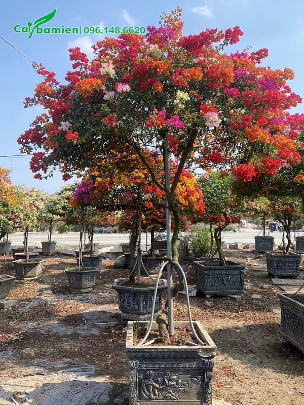 Hoa giấy 3 màu cao hơn 2m