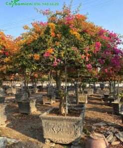 Hoa giấy cổ thụ, đường kính cổ gốc 10cm