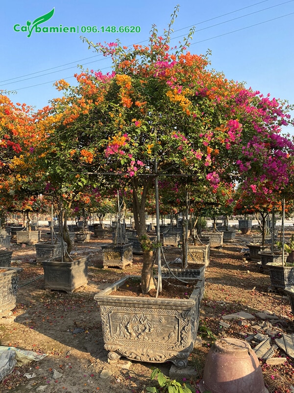 Hoa giấy cổ thụ, đường kính cổ gốc 10cm