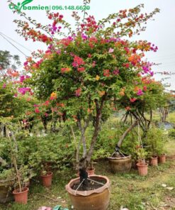 Cây hoa giấy có nhiều cành vượt, đã đến thời điểm cắt tỉa