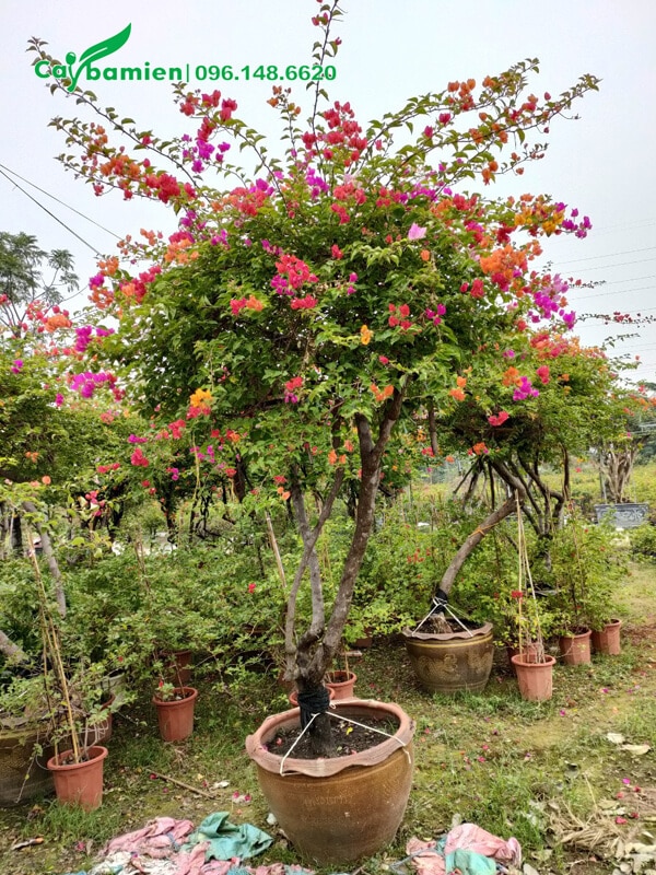 Cây hoa giấy có nhiều cành vượt, đã đến thời điểm cắt tỉa