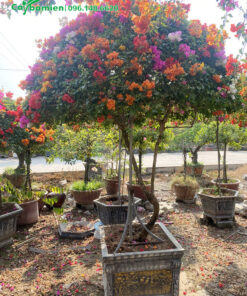 Hoa giấy ghép gốc đôc đáo