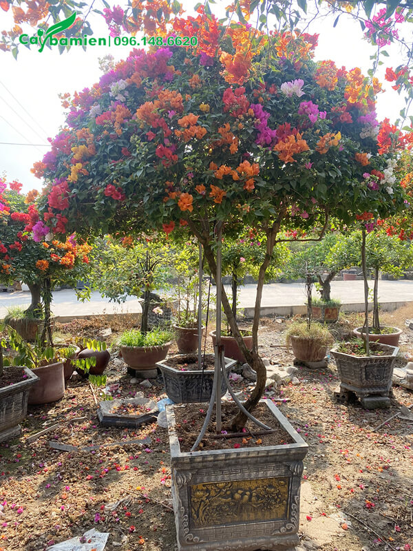 Hoa giấy ghép gốc đôc đáo