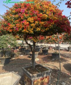 Hoa Giấy Ngũ Sắc trồng trong chậu đá