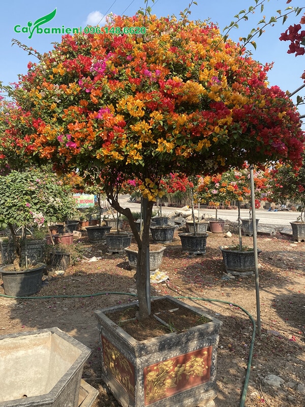 Hoa Giấy Ngũ Sắc trồng trong chậu đá