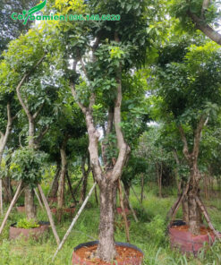 Trồng dâm ủ cây lộc vừng trong bầu quây nổi