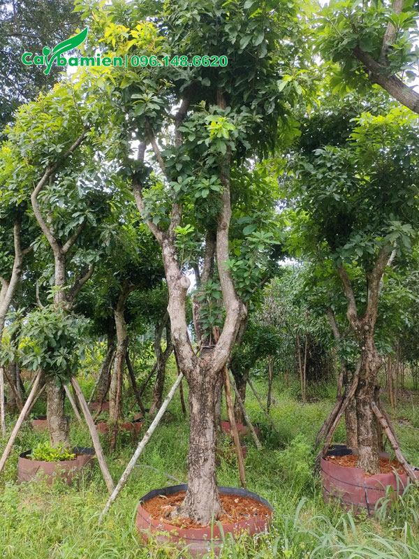 Trồng dâm ủ cây lộc vừng trong bầu quây nổi