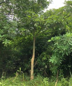 Cây hoa sữa dâm ủ