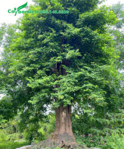 Cây Khế to chiều cao 5 - 6m, đường kính gốc 40 - 50cm