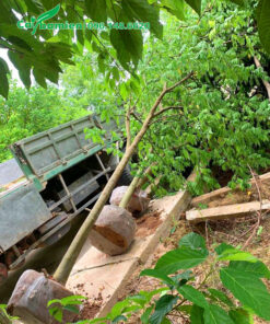 Bứng nóng cây khế công trình đường kính gốc 10cm, chiều cao khoảng 5-6m