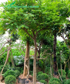 Cây Khế thẳng đẹp, đường kính gốc 8 - 10cm