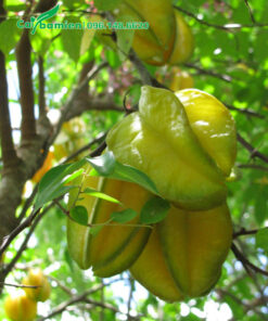 Chùm Khế chín vàng quả to đẹp