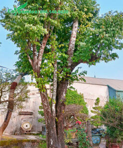 Cây Khế to chiều cao hơn 4m, đường kính gốc 35cm