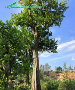 Cây Khế công trình vanh 90 - 100