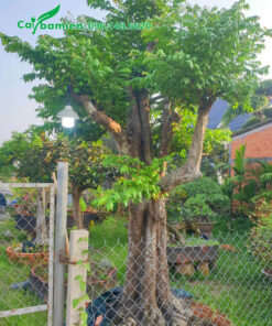 Cây Khế dâm ủ đã tỉa cành, tạo dáng