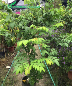 Cây giống Khế ngọt cao 70cm