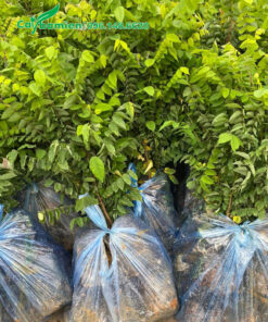 Khế giống đóng thành từng bịch 5 - 10 cây