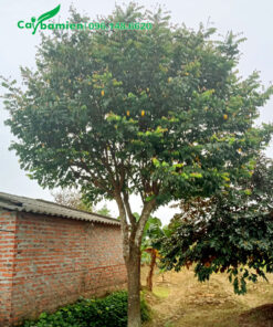 Khế Chua lâu năm đường kính gốc 15 - 20cm