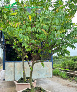 Khế cơm trồng sẵn trong chậu cao khoảng 2m5