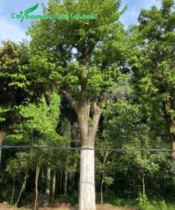 Cây Khế công trình dâm ủ lâu năm dáng thẳng đẹp