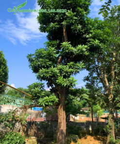 Cây Trứng Gà đẹp, cao hơn 5m, vanh 60 - 70