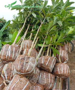 Cây Lêkima trứng gà choai choai đường kính gốc khoảng 3cm