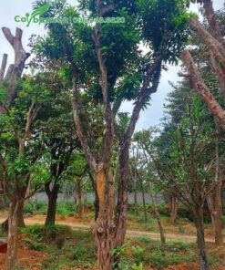 Cây Lê Ki Ma cổ thụ vanh 80 - 90