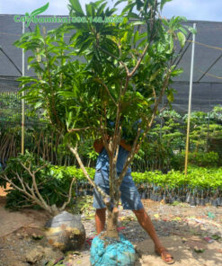 Lêkima Thái Lan cao hơn 2m