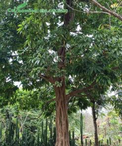 Cây Trứng Gà hàng chục năm tuổi vanh hơn 100