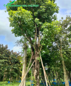 Cây Lộc vừng cổ thụ đường kính gốc gần 20cm