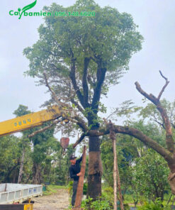 Tiến hành trồng cây Lộc Vừng công trình cao 6m