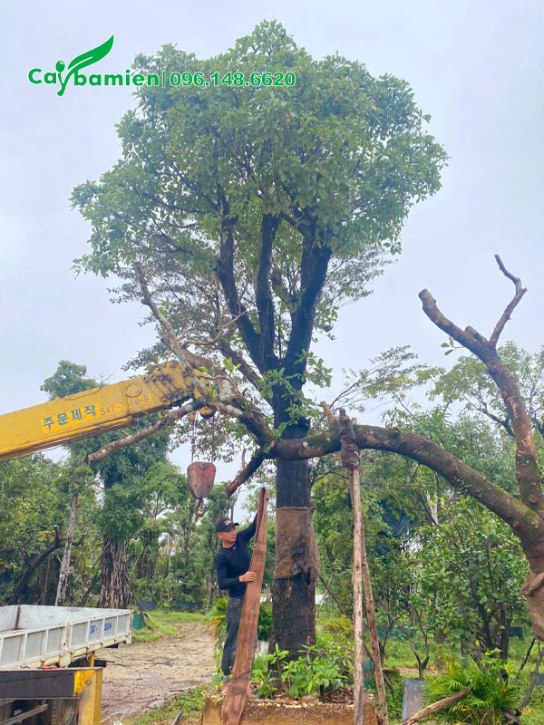 Tiến hành trồng cây Lộc Vừng công trình cao 6m