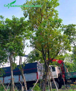 Cây sẵn hoa, chiều cao hơn 4m, vanh 55 - 60