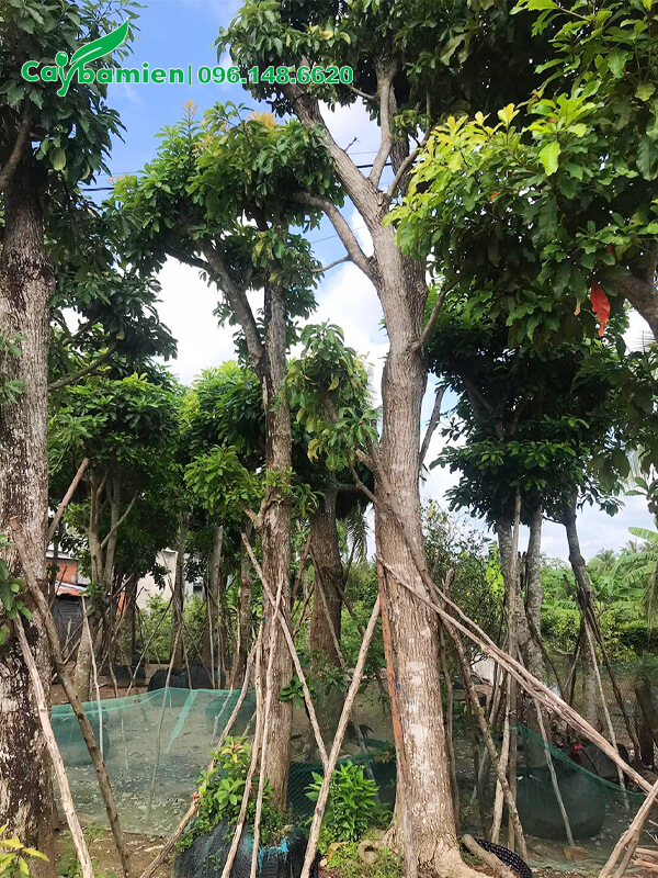 Lộc Vừng cổ thụ cao 5 - 6m