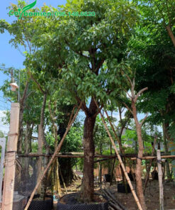 Dưỡng ủ cây Lộc Vừng trong bầu nổi, đường kính gốc 25cm