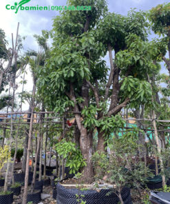 Lộc vừng lâu năm