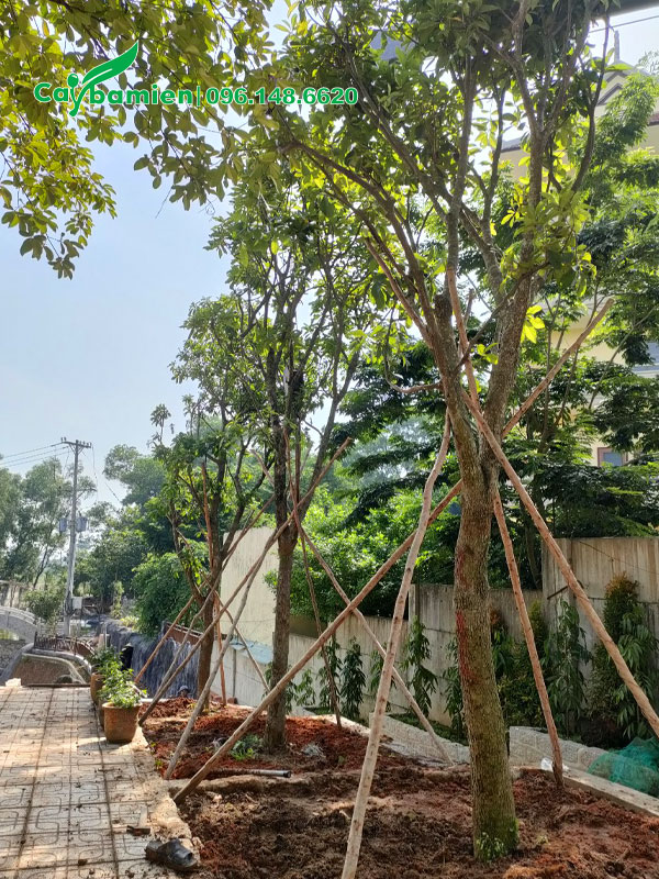 Trồng và chống cọc cây lộc vừng công trình