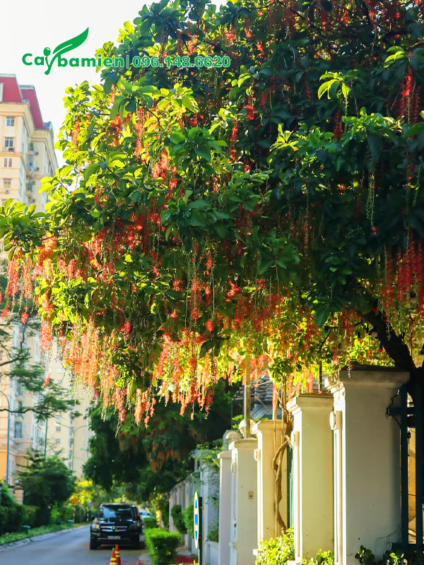 Cây lộc vừng nở hoa đỏ rực